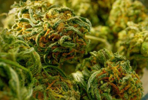 Automatic Weighing and Packaging Machine for Cannabis Products